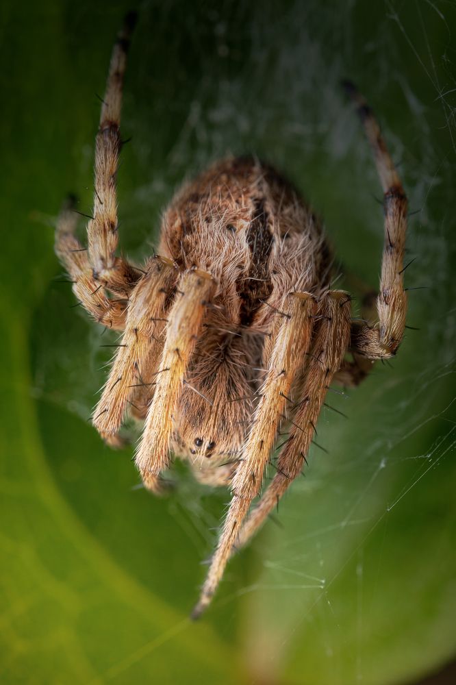 Photograph by Jorge Luis Cresti