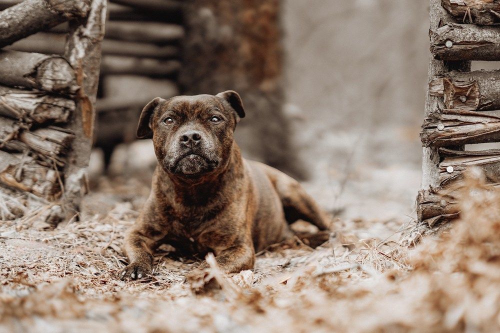 Photograph by Марина Суздаль