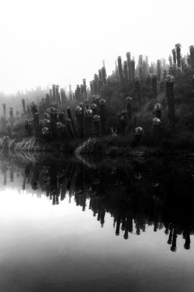 Фотография автора David Vargas