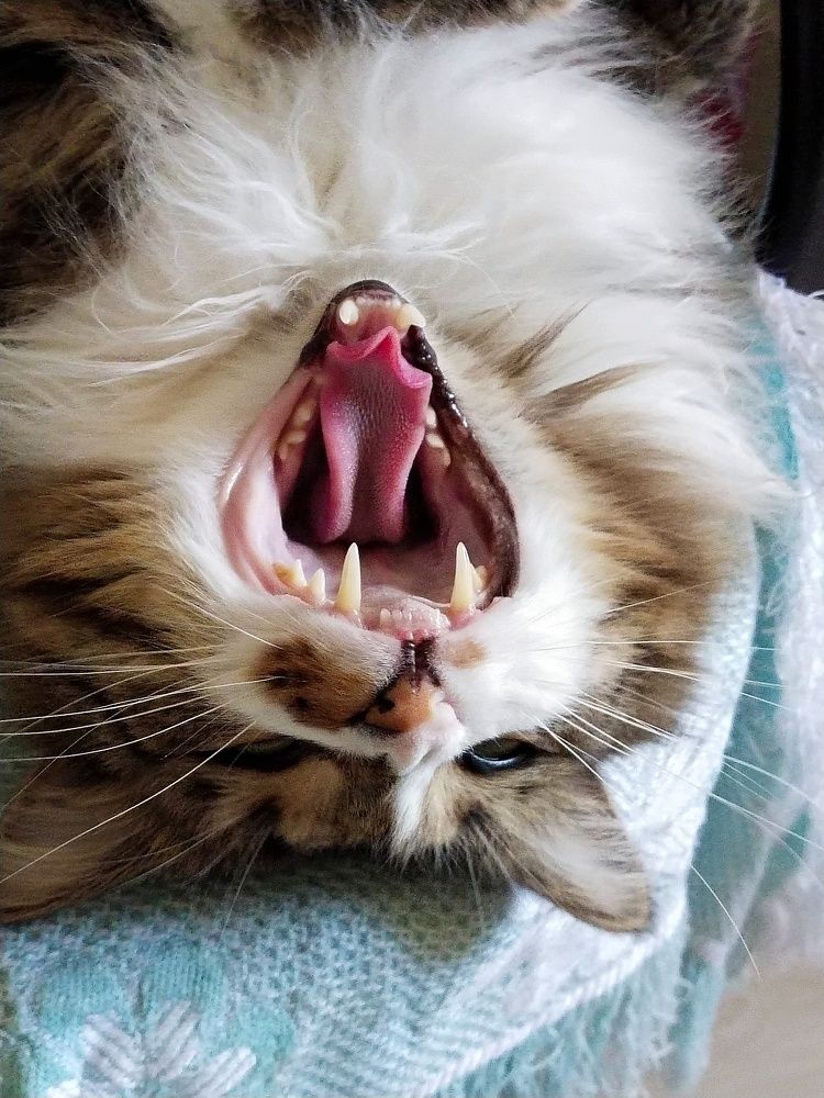 Photograph by Антонина Кузнецова