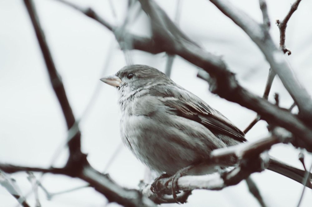 Photograph by Elitza Petkova