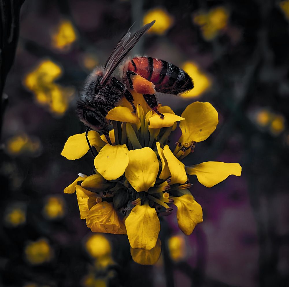 Photograph by reza shahbazi
