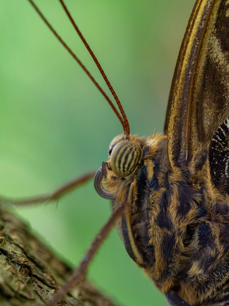 Photograph by Irina Protchenko