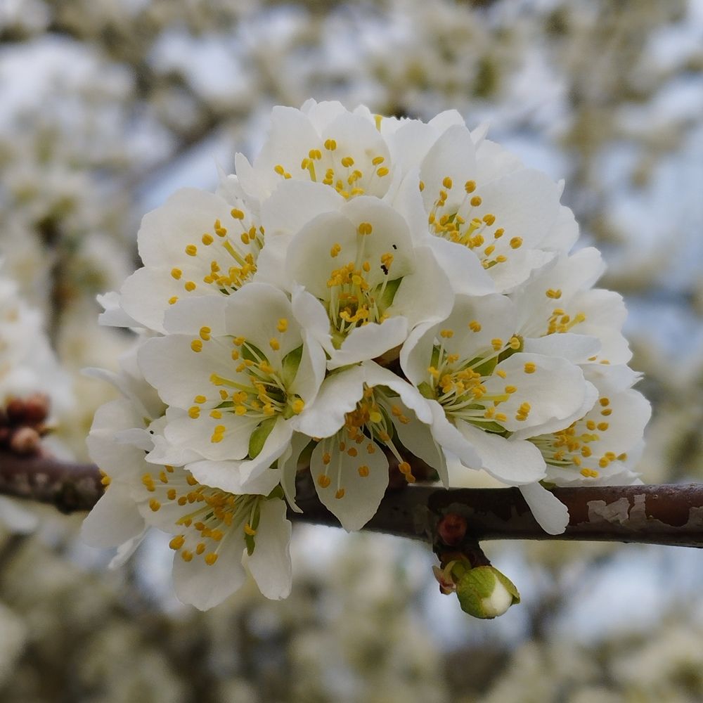 Photograph by Galina Gurskaya