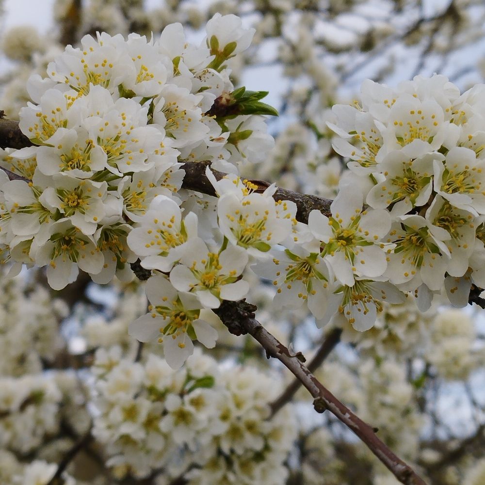 Photograph by Galina Gurskaya