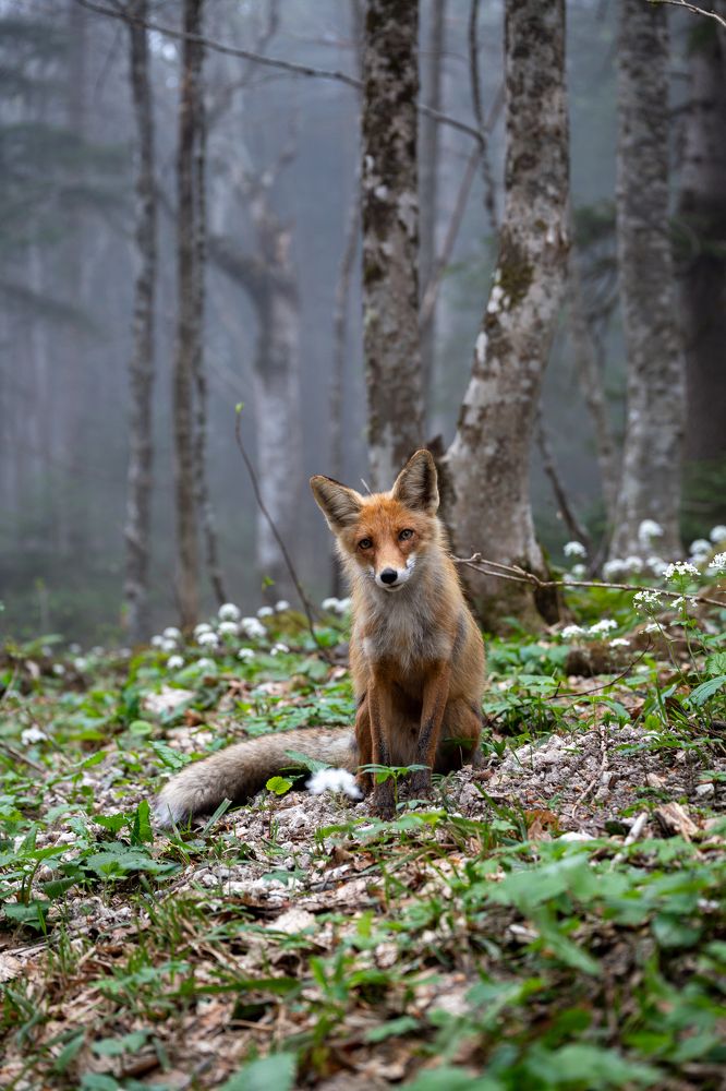 Photograph by Цибуляк Анна