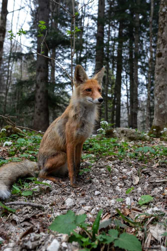 Photograph by Цибуляк Анна