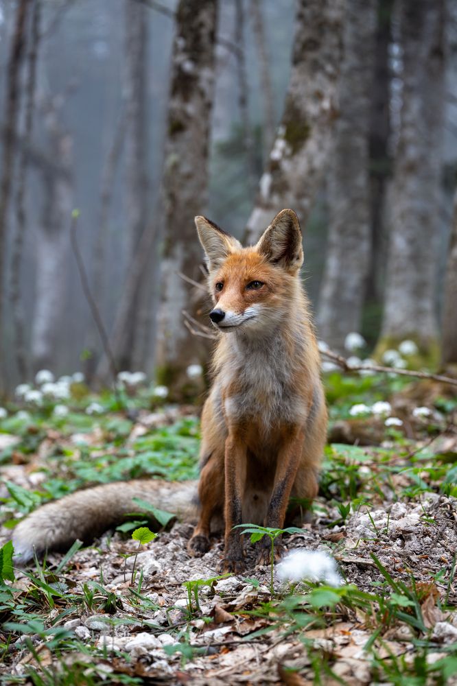 Photograph by Цибуляк Анна