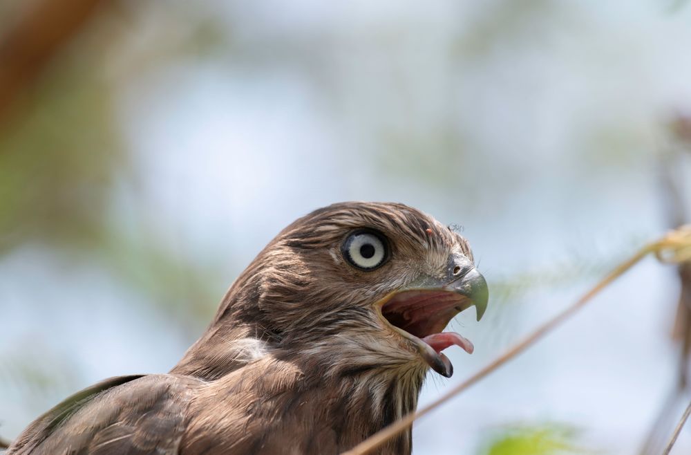 young hawk headshot