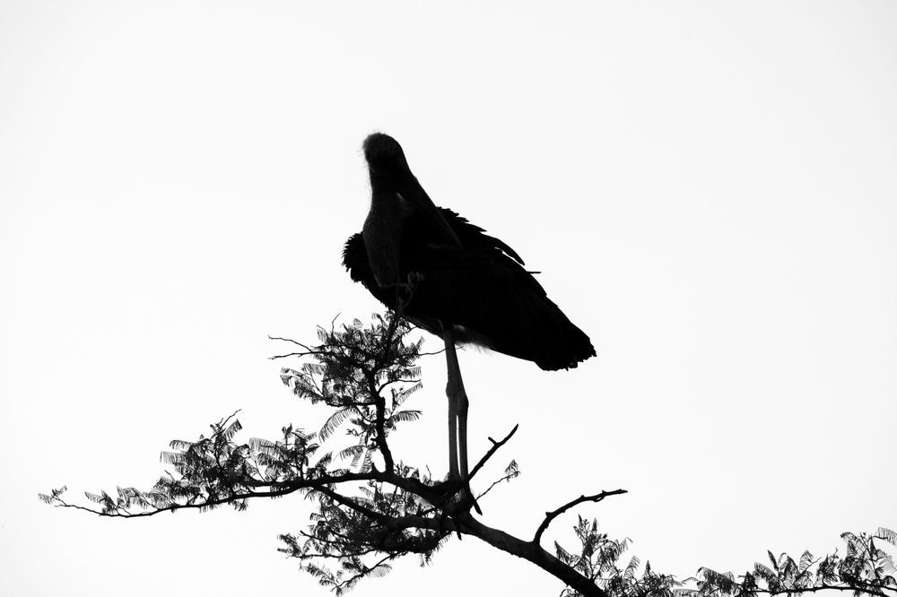 stork on a tree abstract silhouette