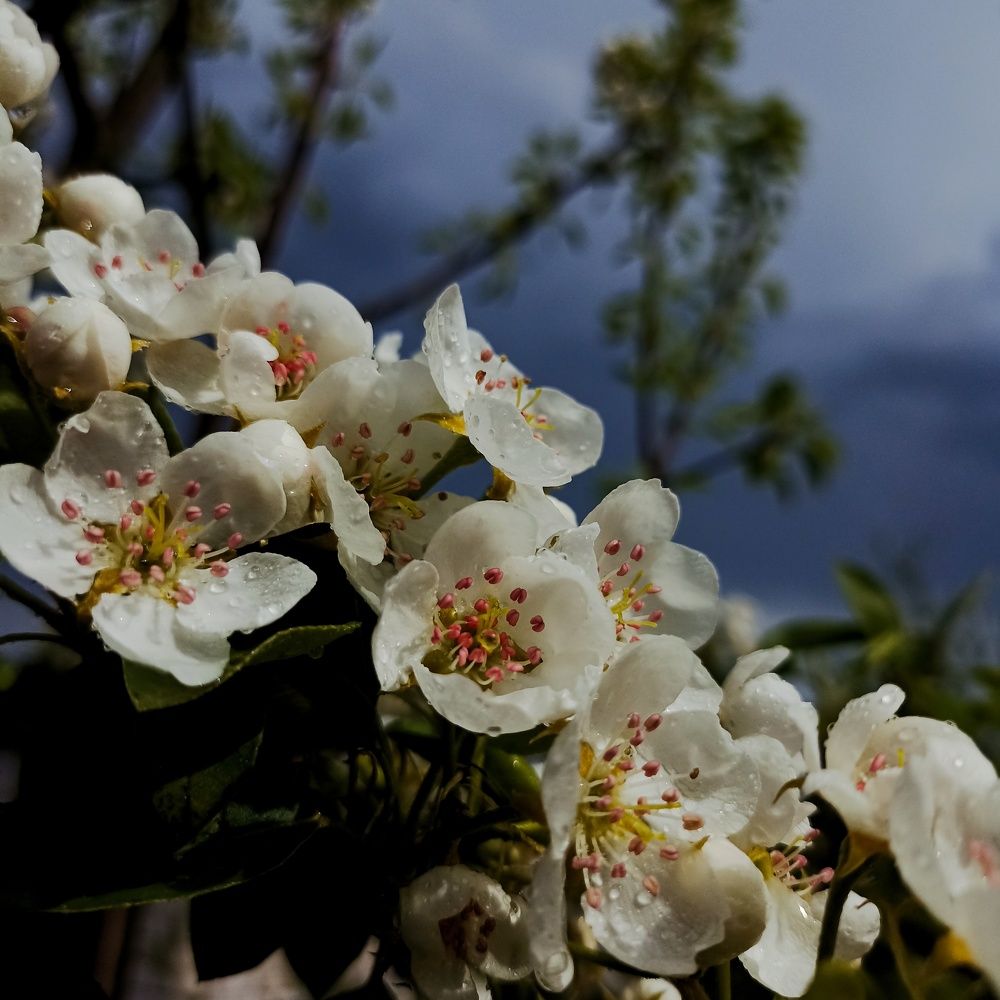 Photograph by Ольга Стариченко