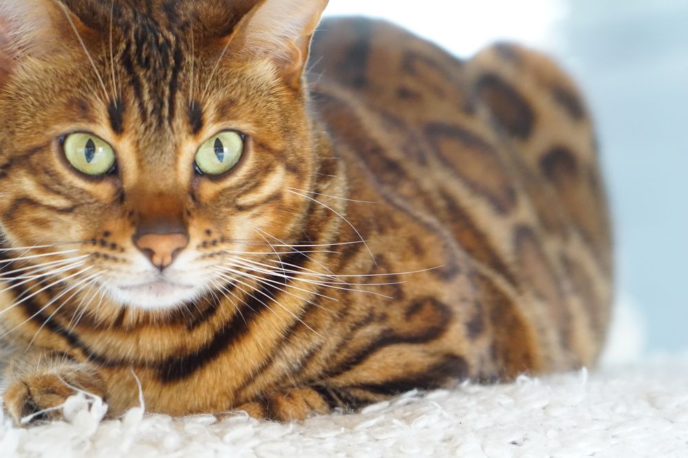 Фотография автора Liudmila Kiermeier