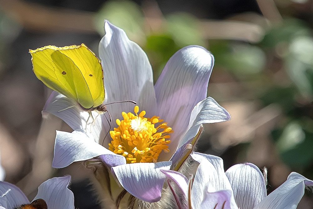 Первая бабочка