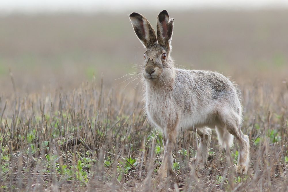 Photograph by Владимир Шебаршенко