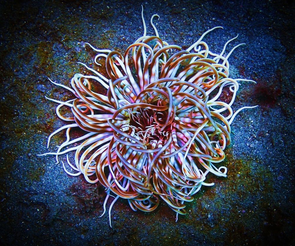 Морская радуга