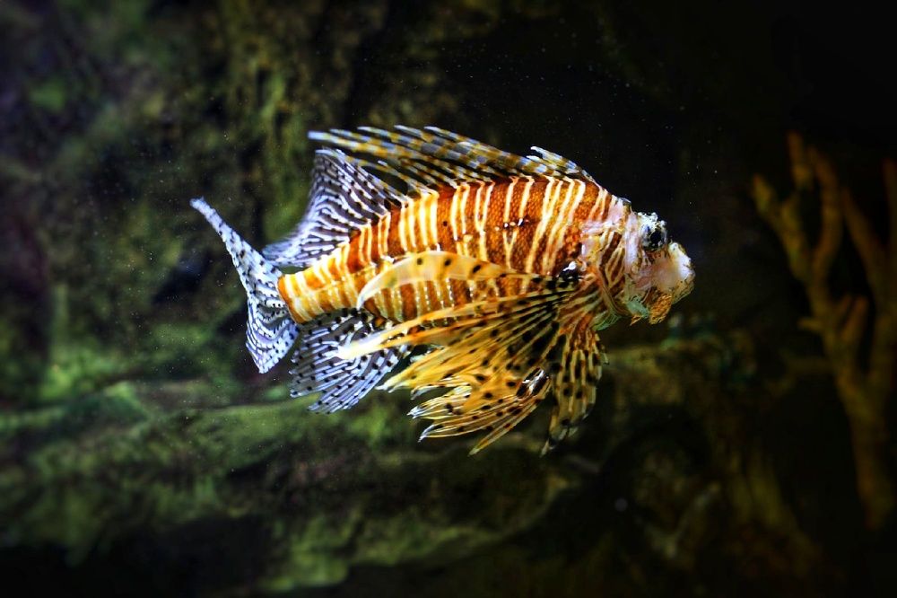 Photograph by Владимир Микрокосмос