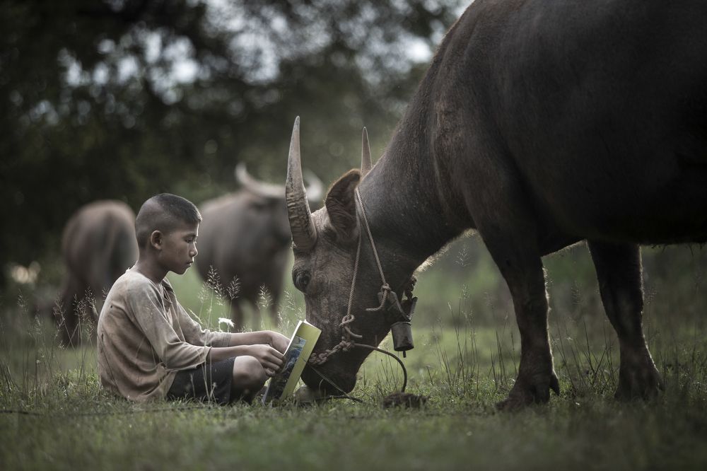 Boy reading book with him buffalo, Thailand