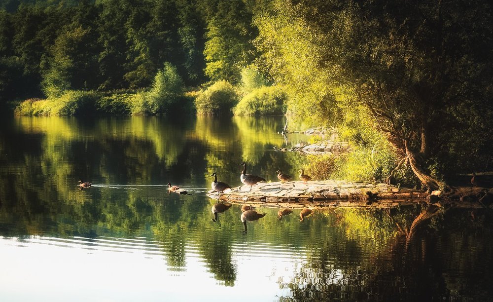 Утро на птичьем дворе