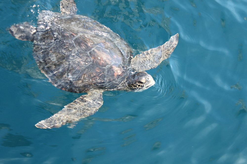 Tortuga Marina  en Galapagos