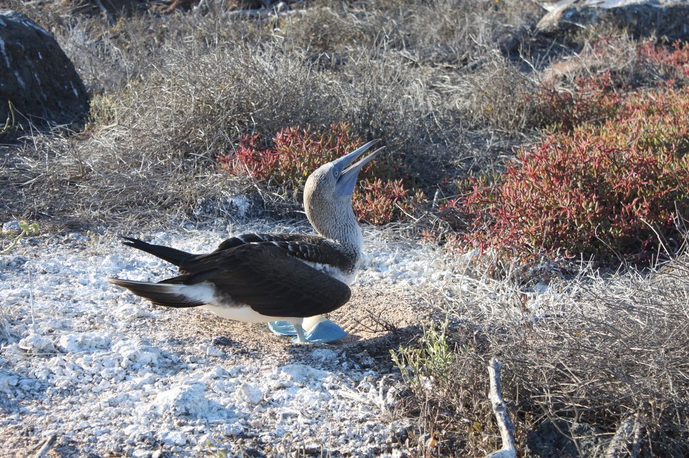 Booby en Galapagos