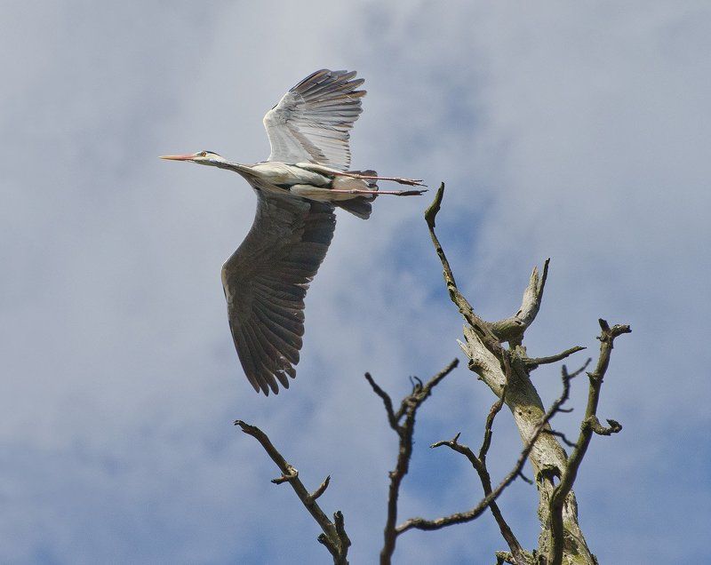 Mihail Ageev, Russia