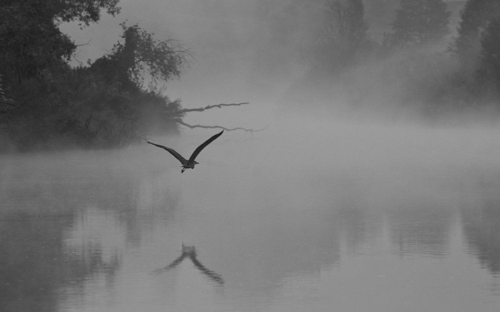 Одинокая цапля