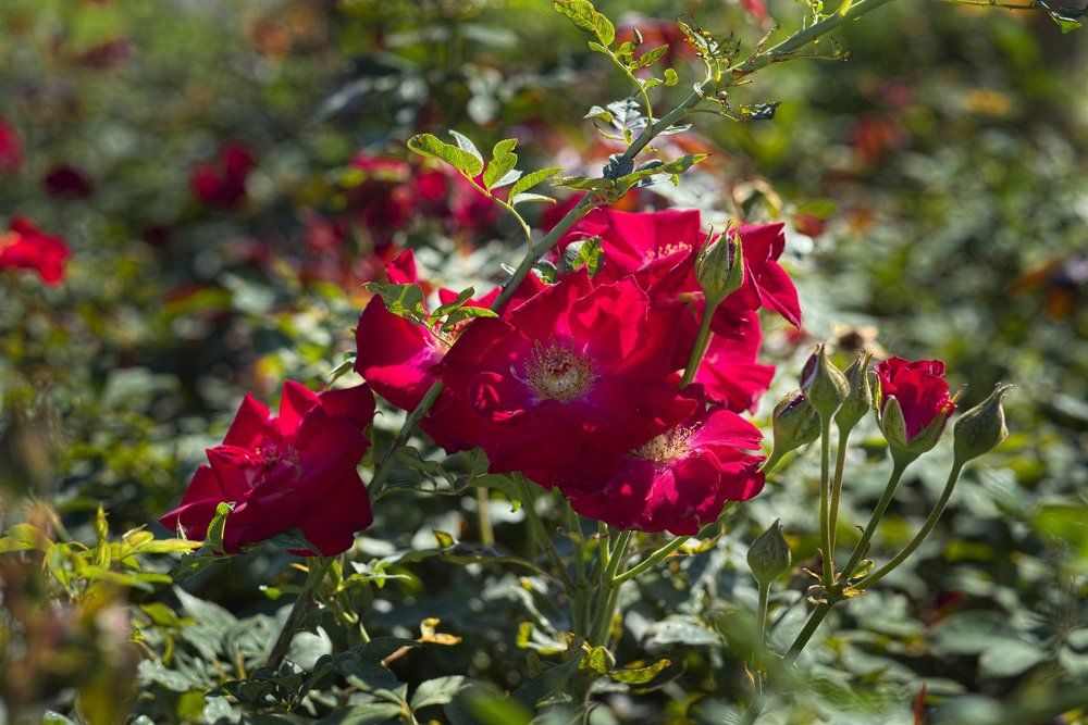 Алые розы в ноябре