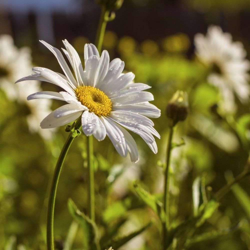 после дождя