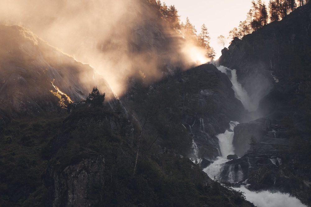 Одинокая ель в лучах закатного солнца.