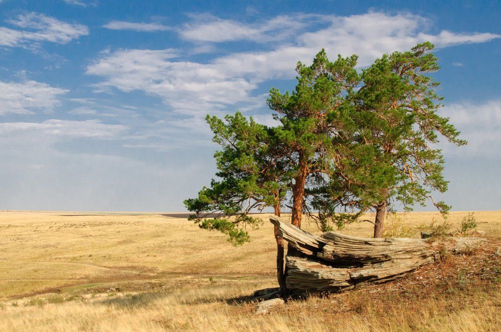 Степной фрегат