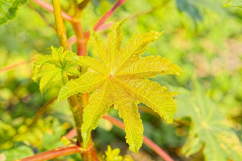 Осенний листик