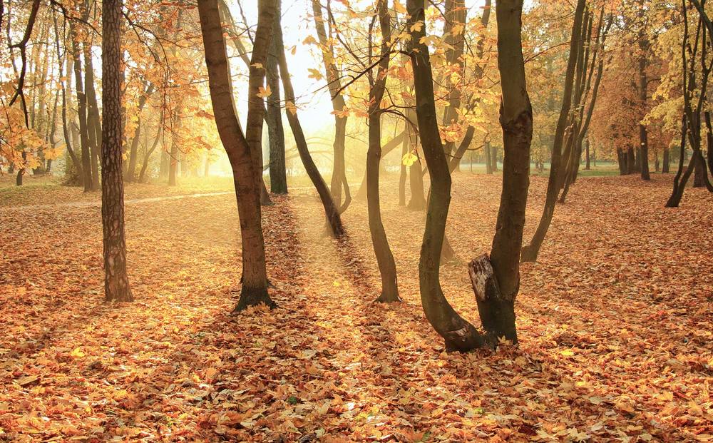 Осень в старом парке
