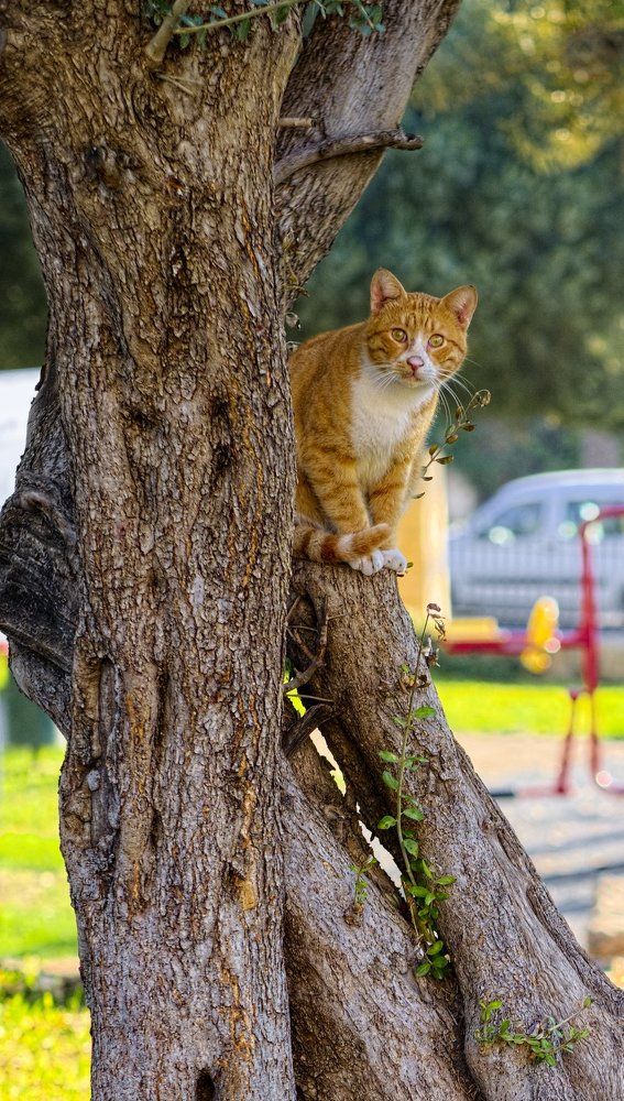 Полудикий кот