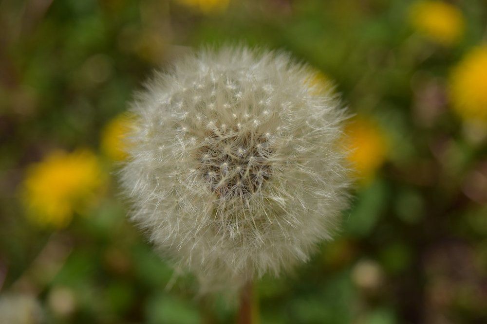 Photograph by Alexey  Volkov