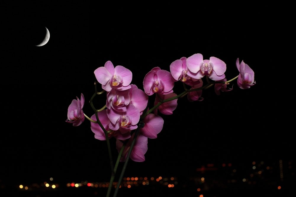 Ночная орхидея