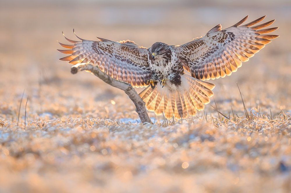 in last rays of the sun