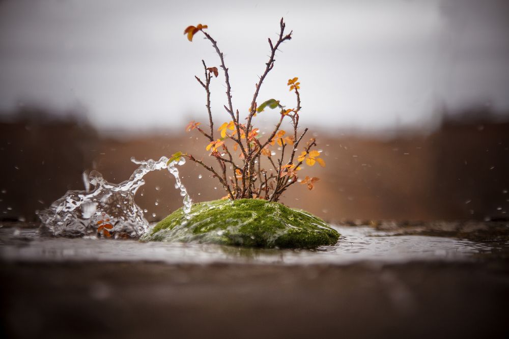 Photograph by Александр Єлаш