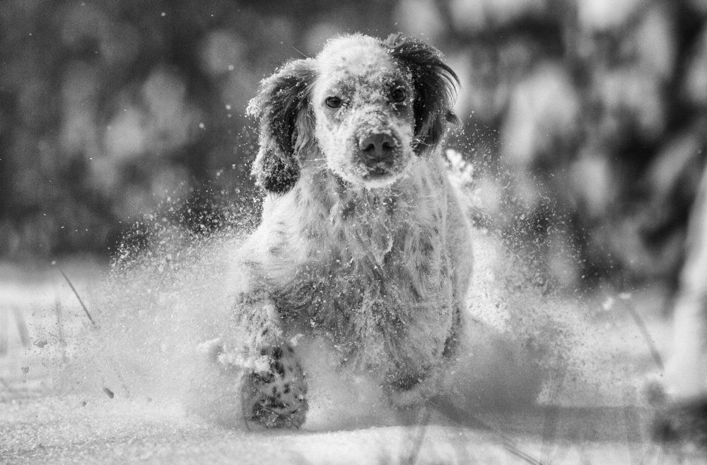 Из снежного плена