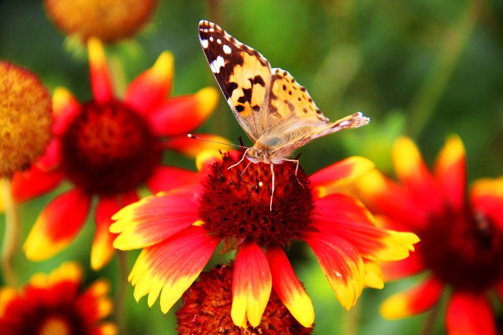 Краски лета