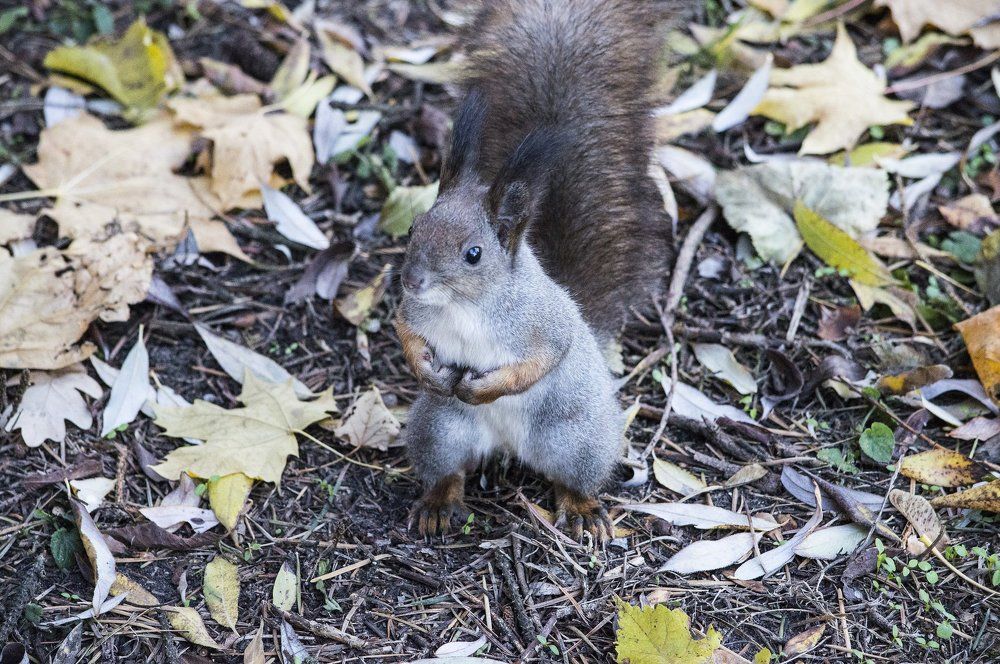 Орешка не найдется?
