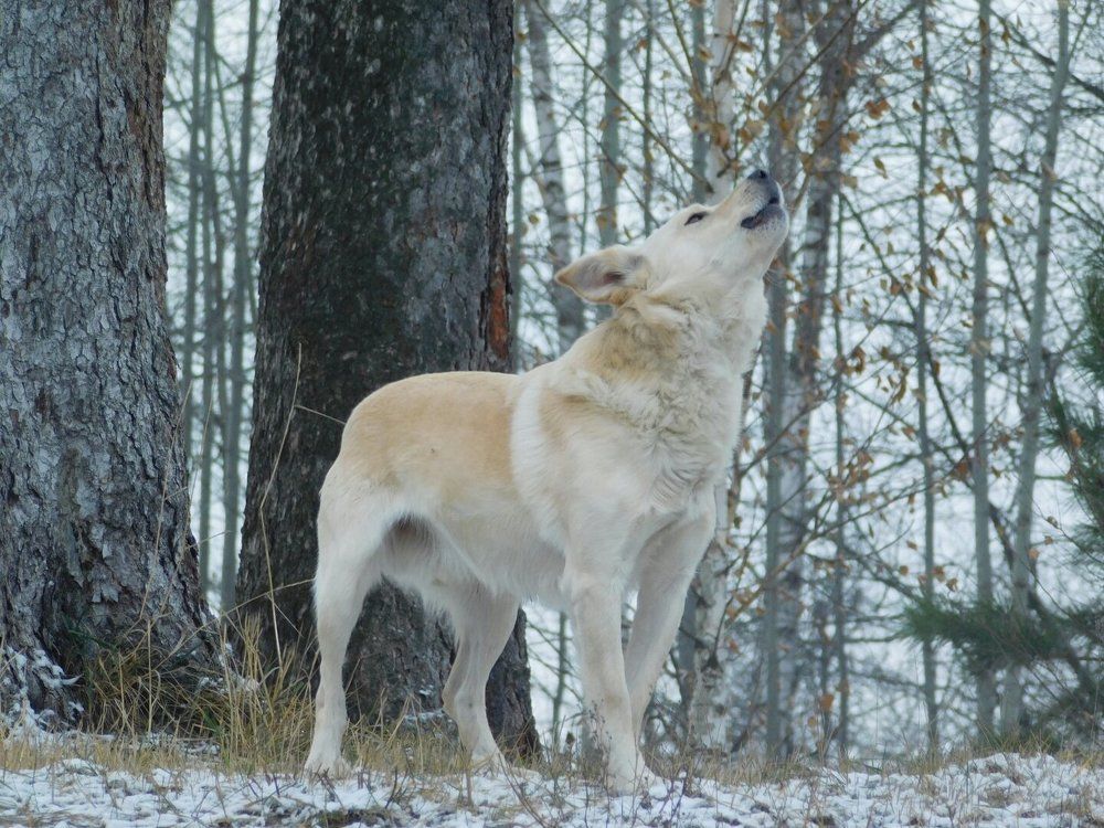 Человек и собака