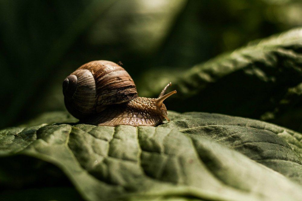 улитка в саду