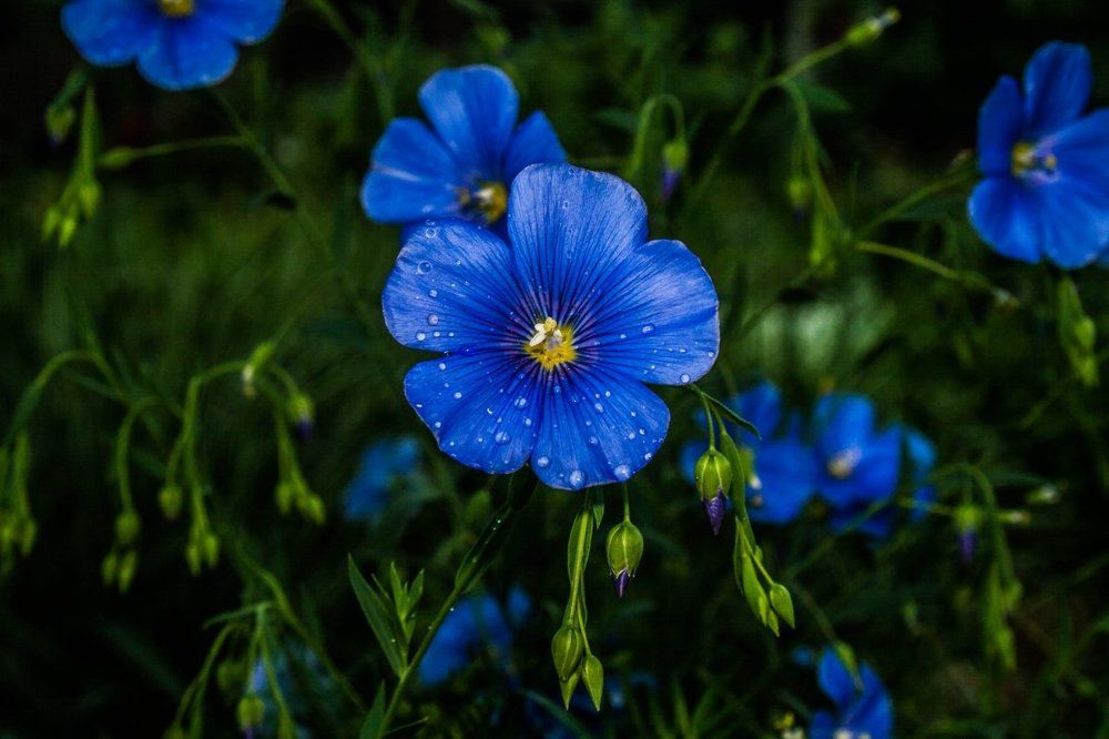 симпотичный цветочек