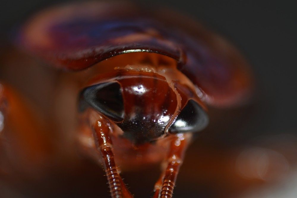 Cockroaches