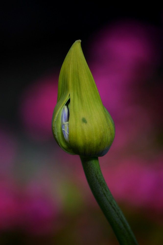 Фотография автора Stephano Blais