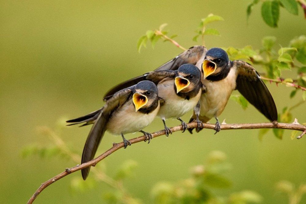 Хор скворецкого