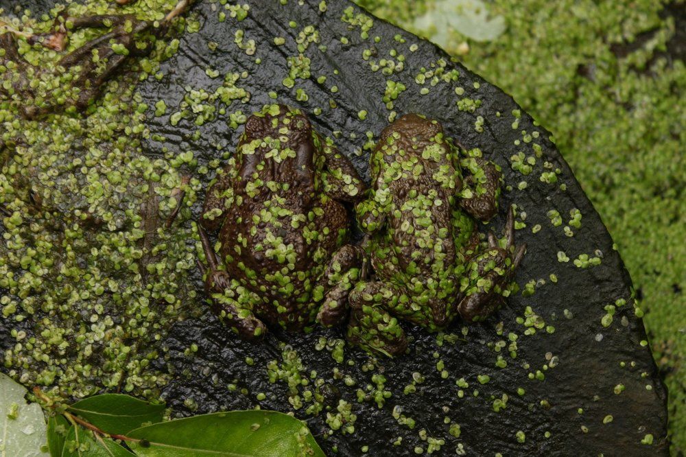 Двойная маскировка