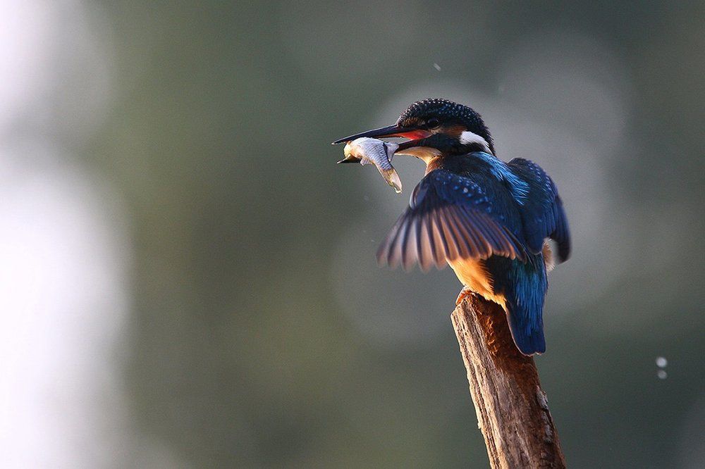 Завтрак на рассвете