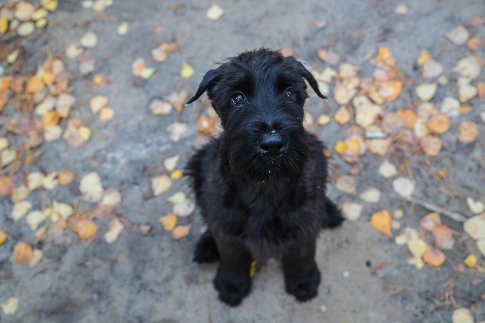 Невинность