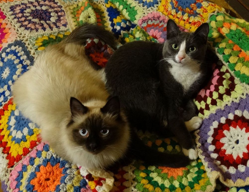 Марсик и Муся